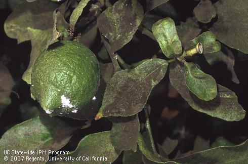 Adult females, nymphs, and white wax of citrus mealybug, <I>Planococcus citri,</I> on lemon fruit and sooty mold on leaves. 