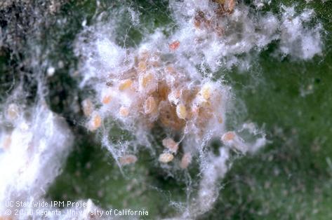 Eggs of citrus mealybug, <i>Planococcus citri</i>, exposed beneath white wax.