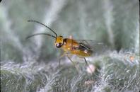 Adult Leptomastix dactylopii, a parasite of citrus mealybug. Photo by Jack Kelly Clark.  