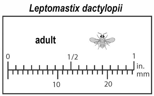 Relative size of adult <i>Leptomastix dactylopii,</i> a parasite of mealybugs.