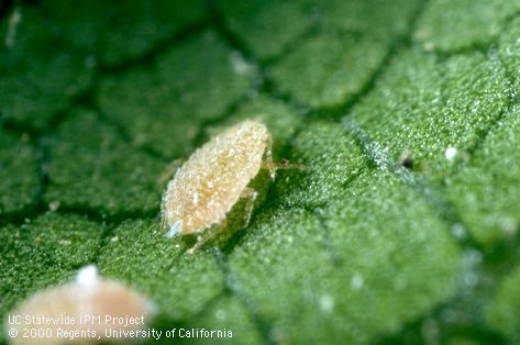 Nymph of citrus mealybug.