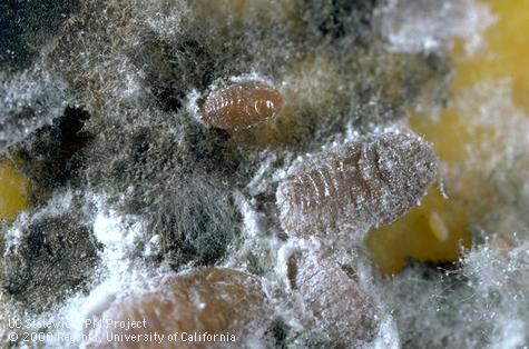 Adult females and nymphs of citrus mealybug, <i>Planococcus citri</i>, killed and mummified by <i>Leptomastix dactylopii</i>. 