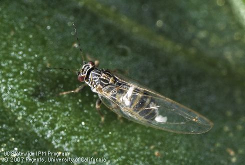 Adult potato psyllid, tomato psyllid.