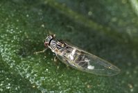 Adult potato psyllid.