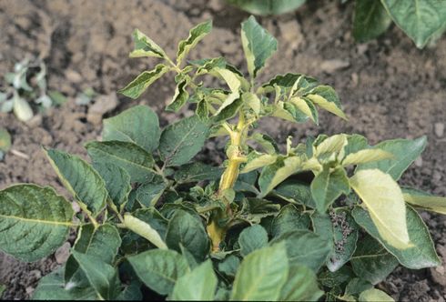 Crop damaged by potato psyllid, tomato psyllid.