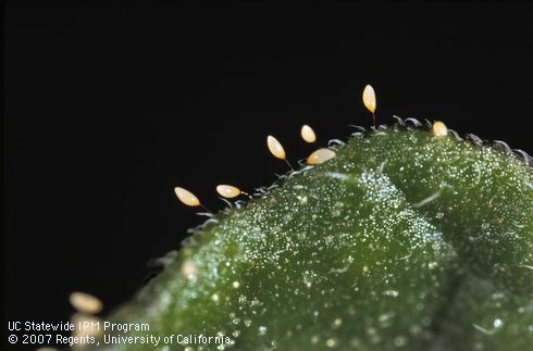 Egg of potato psyllid, tomato psyllid.