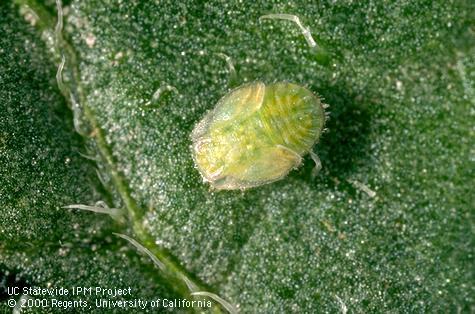 Nymph of potato psyllid, tomato psyllid.