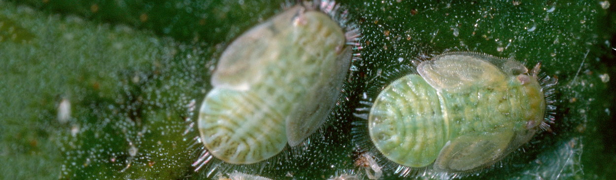 Potato psyllid nymphs.