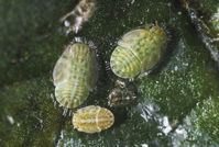 Potato psyllid