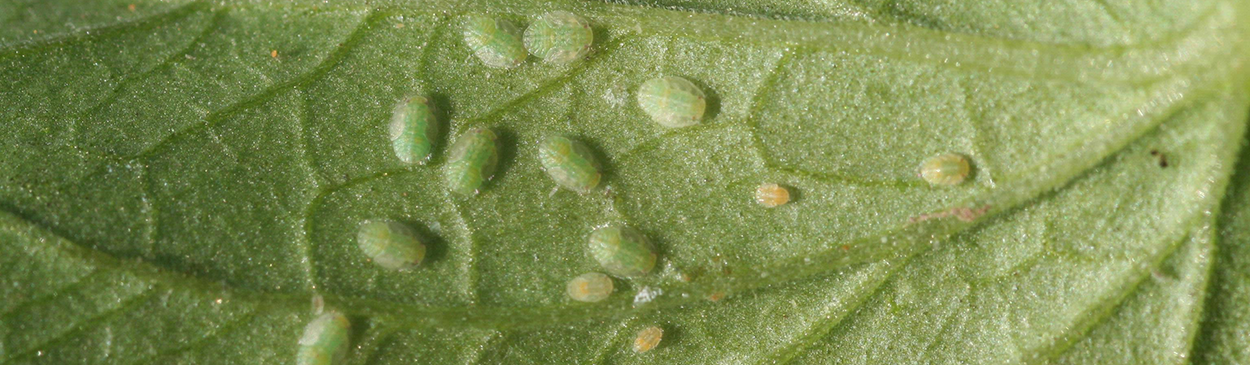 Nymphs of tomato (potato) psyllid, Bactericera cockerelli.