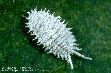 Adult Comstock mealybug.