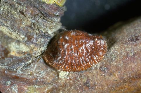 Adult European fruit lecanium.