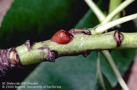 Adult European fruit lecanium.