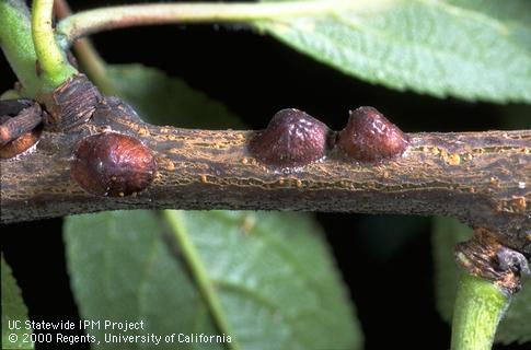 Adult European fruit lecanium.