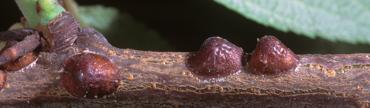 Female European fruit lecanium.