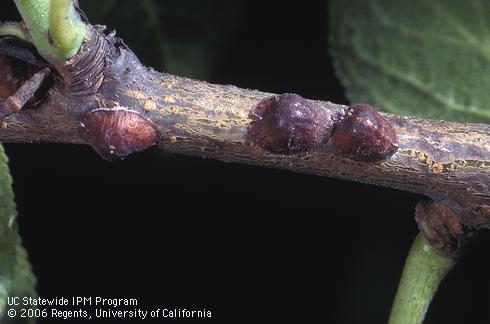 Adult European fruit lecanium, <I>Parthenolecanium corni.</I>.