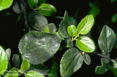 Crop damage by European fruit lecanium.