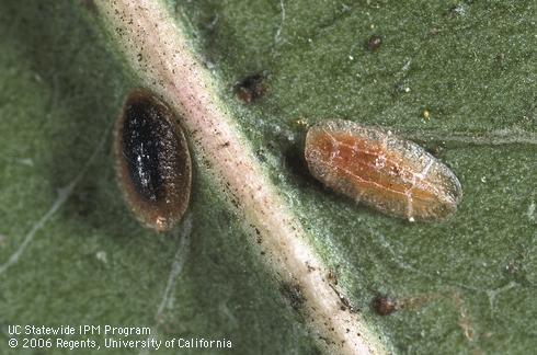 Nymph of European fruit lecanium scale, <i>Parthenolecanium corni</i>, blackened by the presence of a parasitic wasp, <i>Coccophagus lecanii</i>. An unparasitized nymph (right) is brown to orangish.