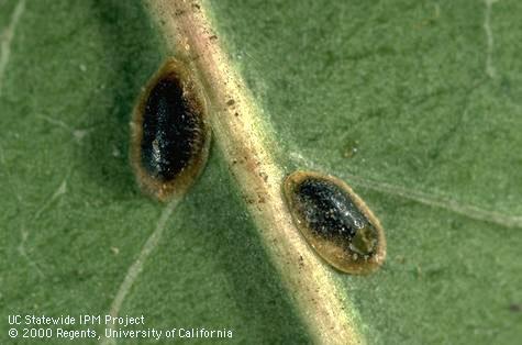 Two dark parasitized European fruit lecanium nymphs,one with Coccophagus lecanii exit hole.