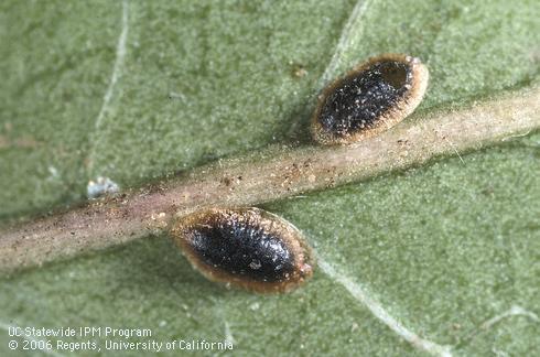 Dark parasitized European fruit lecanium nymphs, one with exit hole of <I>Coccophagus lecanii.</I>.