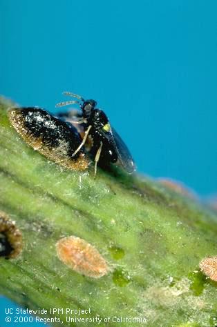 Nymphs of European fruit lecanium.