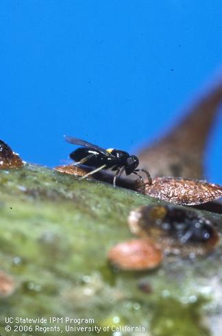 Adult female <i>Coccophagus lycimnia</i> investigating a scale nymph.