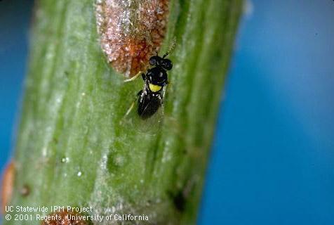 Nymphs of European fruit lecanium.