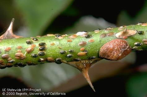 Parasitized European fruit lecanium nymph.