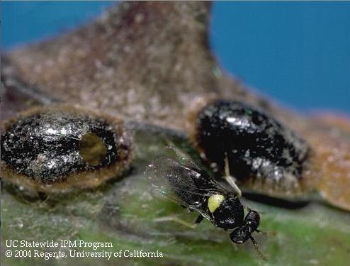 Adult wasp, <i>Coccophagus lecanii</i>, and its emergence hole (left) in the cover of a nymph of European fruit lecanium scale, <i>Parthenolecanium corni</i>, it parasitized.