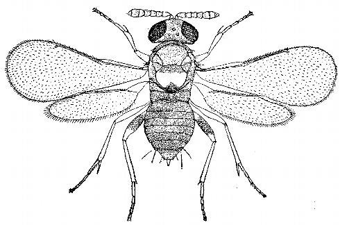 Adult female parasitic wasp, <i>Coccophagus</i> species. The adult body is about 1/25 inch (1 mm) long.