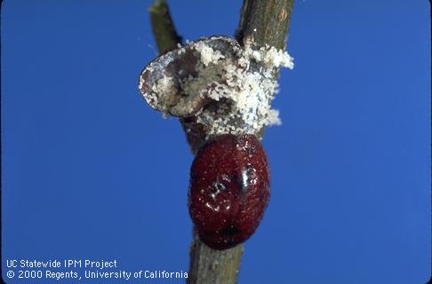 European fruit lecanium egg.