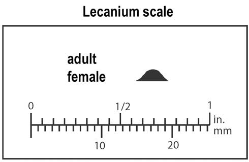 Appearance and relative size of a lecanium scale, <i>Parthenolecanium</i> sp., adult female, side view.