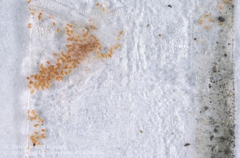 Sticky tape with crawlers of European fruit lecanium, <I>Parthenolecanium corni.</I>.