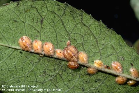 Nymph of European fruit lecanium.