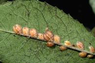 European fruit lecanium nymphs.