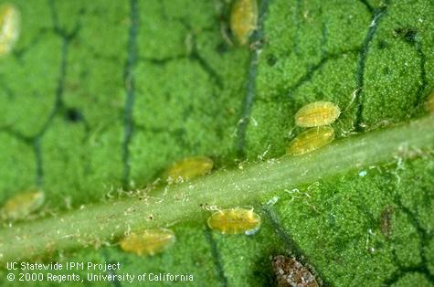 Motile stage nymphs of European fruit lecanium.