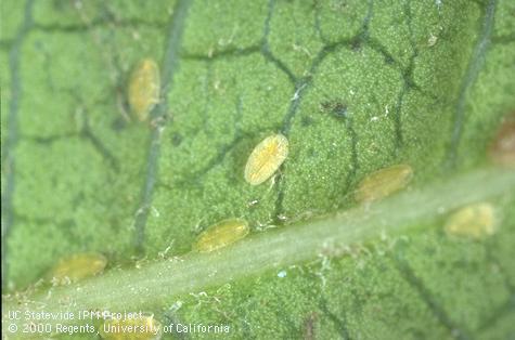 Motile stage nymphs of European fruit lecanium.