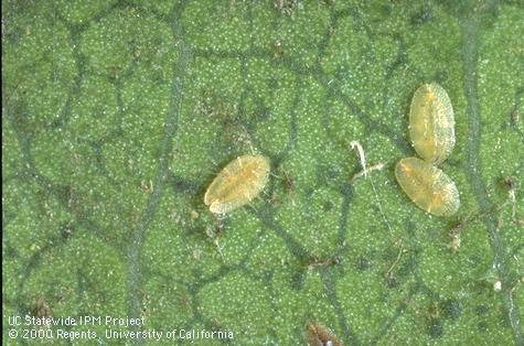 Motile stage nymph of European fruit lecanium.