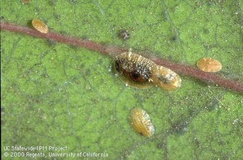 European fruit lecanium motile nymph and older nymphs, one parasitized.