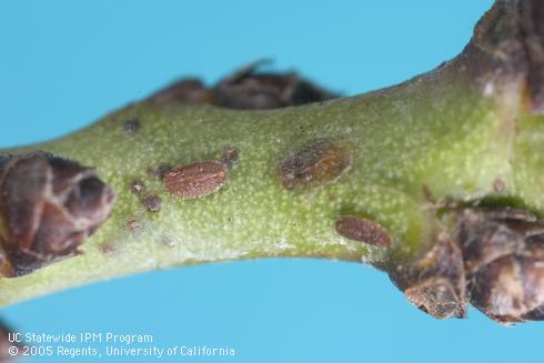 Nymphs of European fruit lecanium, <I>Parthenolecanium corni,</I> on a dormant twig.