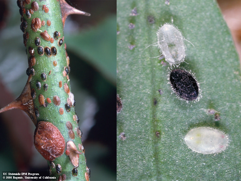 Left: Rose branch covered in scale insects, some black. Right: Three whitefly nymphs on a leaf, one black and one is an exoskeleton with a t-shaped hole in it. Credit: Jack Kelly Clark