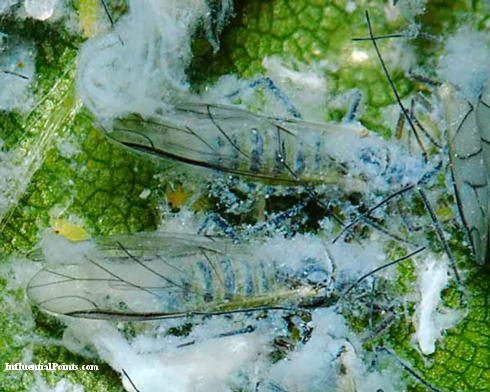 Winged, adult woolly beech aphids, <i>Phyllaphis fagi</i>, have dark cross-markings on top the abdomen.