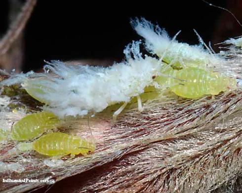 Adults and nymphs of woolly beech aphid, <i>Phyllaphis fagi</i>, feeding on a leaf underside.