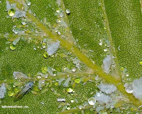 Adults and nymphs of woolly beech aphid, <i>Phyllaphis fagi</i>, feeding on the underside of a leaf.