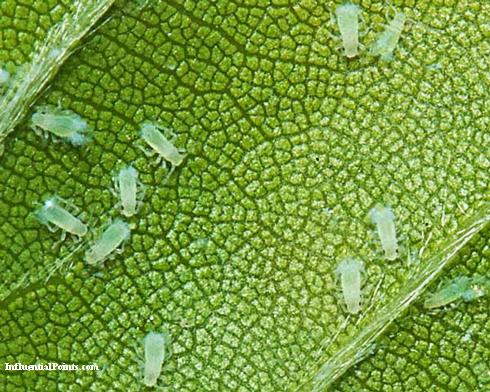 Nymphs of woolly beech aphid, <i>Phyllaphis fagi</i>, feeding on the underside of a leaf.