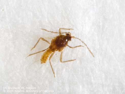 Adult male vine mealybug, <i>Planococcus ficus.</i>.