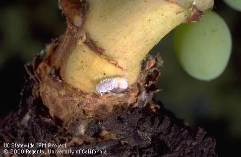 Vine mealybug adult female with eggs.