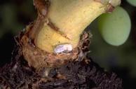 Vine mealybug