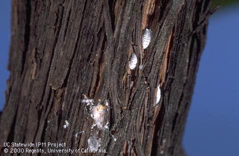 Vine mealybug adults.