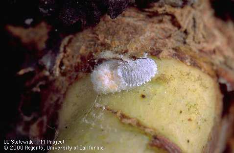 Vine mealybug adult female with egg mass.